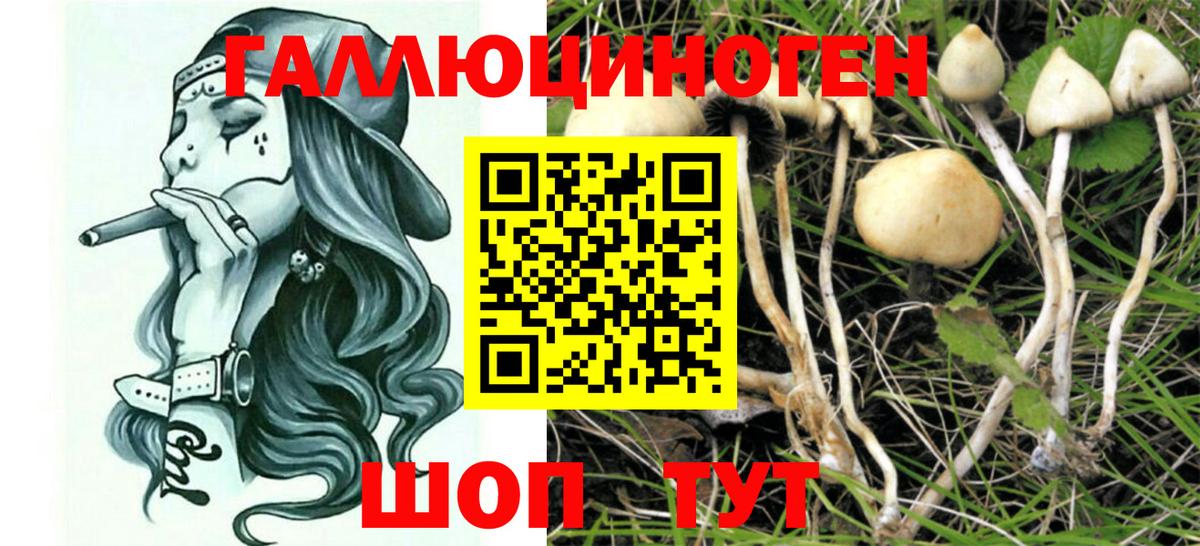 Псилоцибиновые грибы Cubensis  Вход с VPN  Звенигород 
